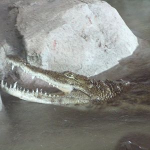Nile Crocodile