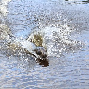 Californian Sea Lion