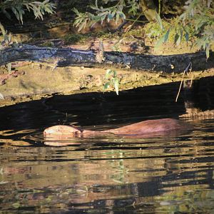 European Beaver - August 2016
