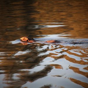 European Beaver - August 2016