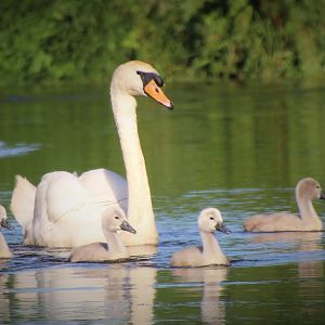 Mute Swans