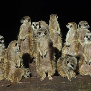 Meerkats - February 2018