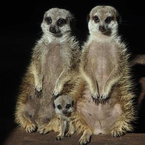 Meerkats - February 2018