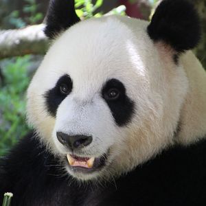 Giant Panda - July 2017