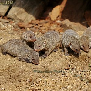 Banded mongoose