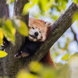 Red Panda