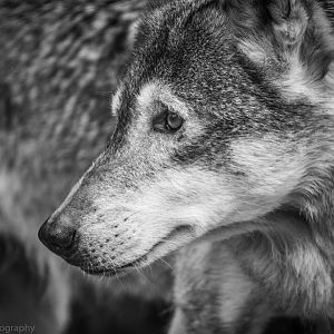 European Grey Wolf
