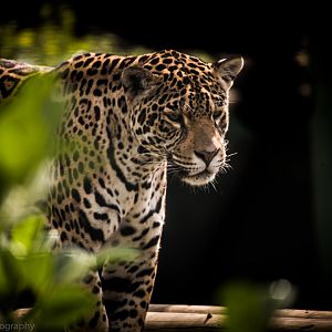Jaguar