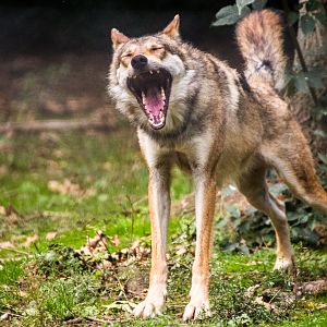 European Grey Wolf