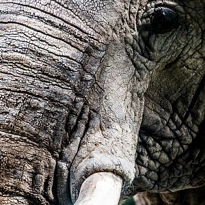 African Elephant