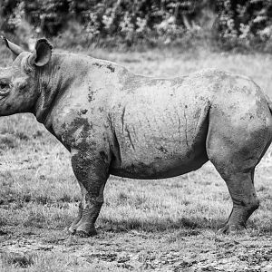 Black Rhinoceros