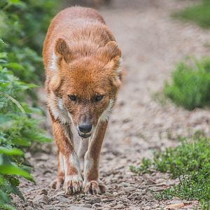 Dhole