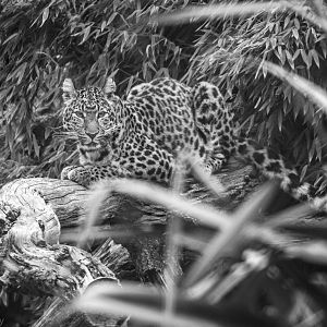 North Chinese Leopard