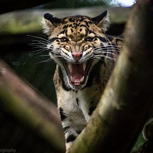 Clouded Leopard