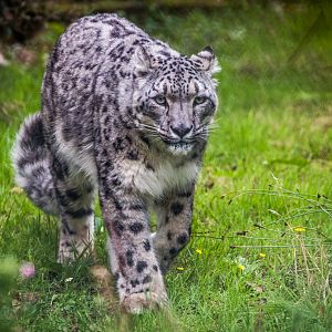Snow Leopard