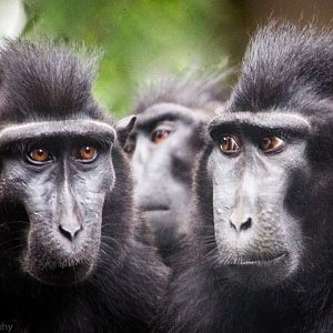 Sulawesi Macaque