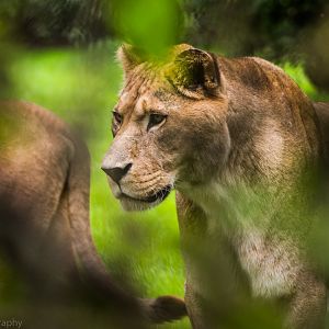 Barbary Lion