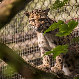 Clouded Leopard