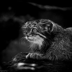 Pallas Cat