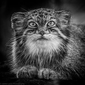 Pallas Cat