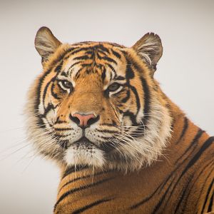 Sumatran Tiger