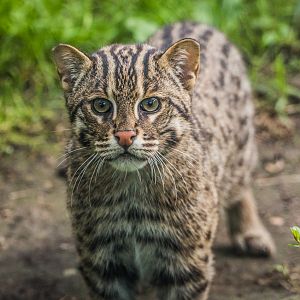 Fishing Cat cub
