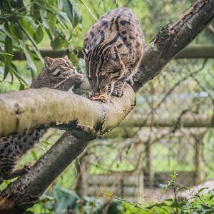 Fishing Cat mother & cub