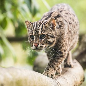 Fishing Cat cub