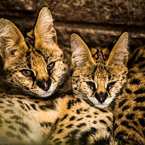 Serval mother & cub