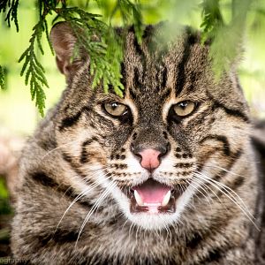 Fishing Cat