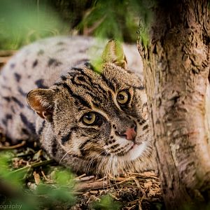 Fishing Cat