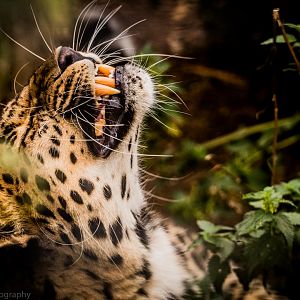 Amur Leopard