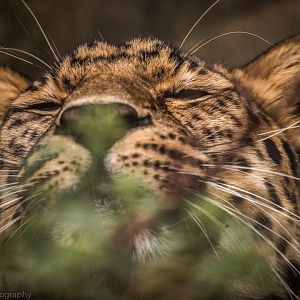 Amur Leopard