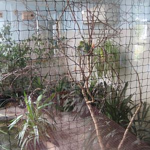 Frydenlund Fuglepark - Rainforest aviary