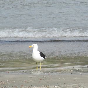 kelp gull