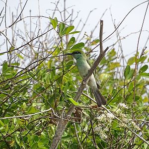 Green bee-eater
