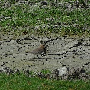 Small pratincole