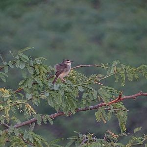 Plain prinia