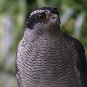 Maoming Forest Park - Northern goshawk