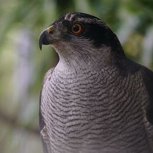 Maoming Forest Park - Northern goshawk