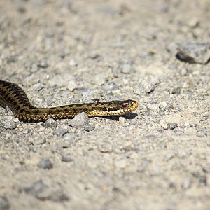 European viper, Vipera berus