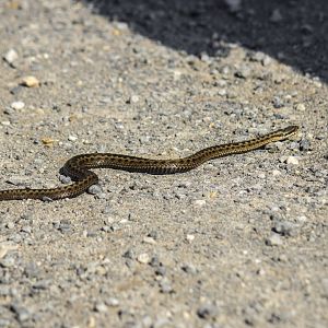 European viper, Vipera berus