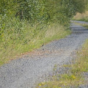 Eurasian wryneck, Jynx torquilla