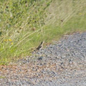 Eurasian wryneck, Jynx torquilla