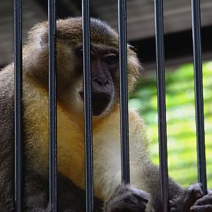 Maoming Forest Park - Golden-bellied mangabey