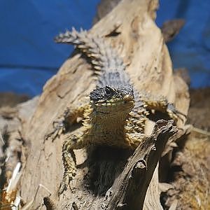 Paul & Lynsey's Zoo Tour #74 Drayton Manor - YouTube