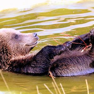 Brown bear bathing; Whipsnade; 2nd September 2018