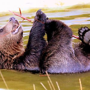 Brown bear bathing; Whipsnade; 2nd September 2018