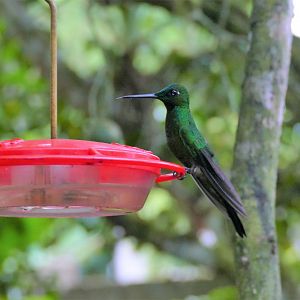 Green-crowned Brilliant