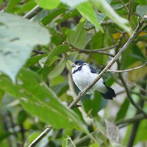 Black-breasted Seedeater